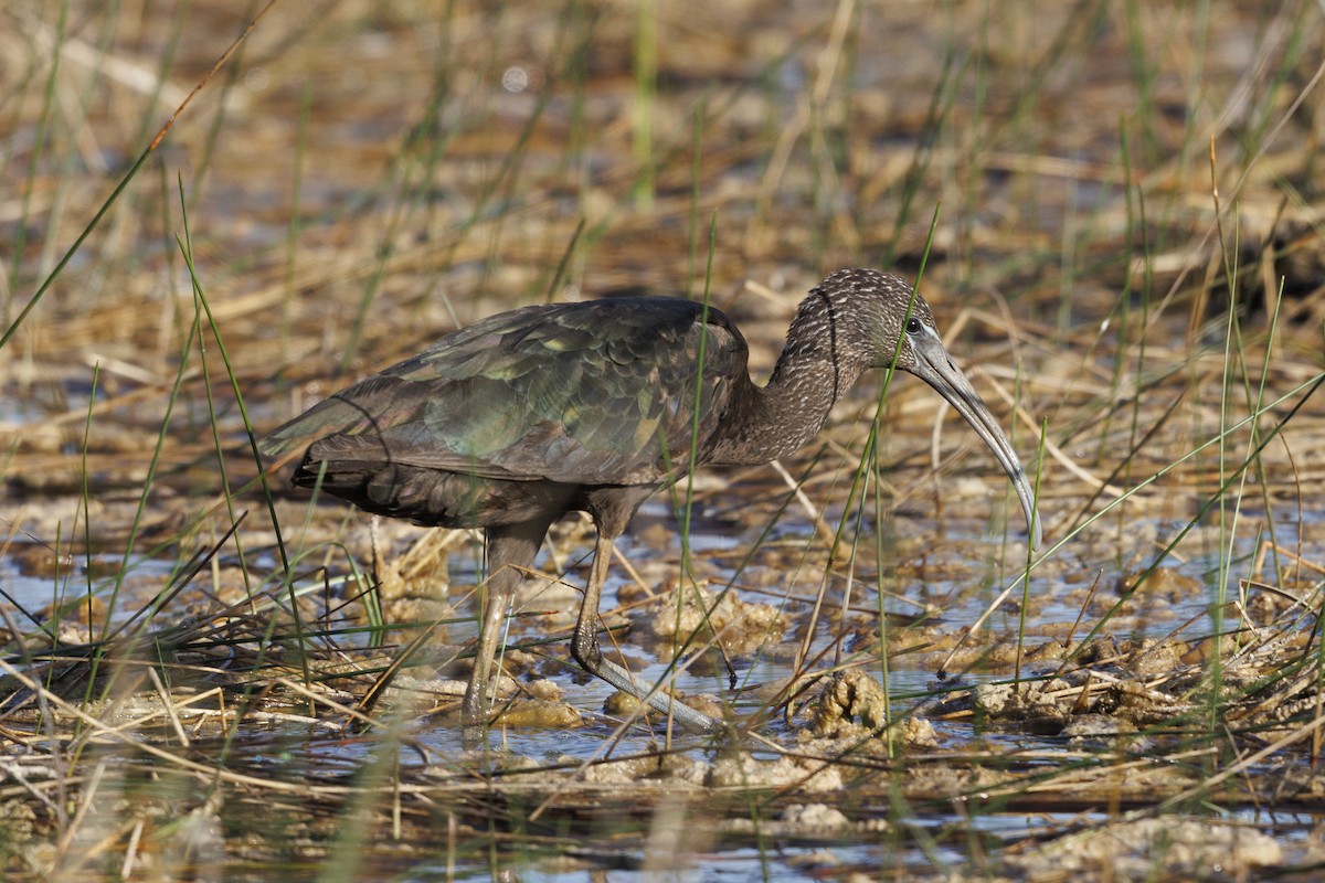Glossy Ibis - ML642450756