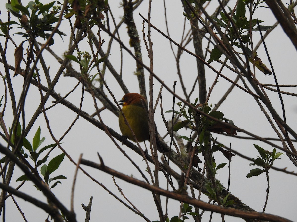 Fulvous-headed Brushfinch - ML642450768