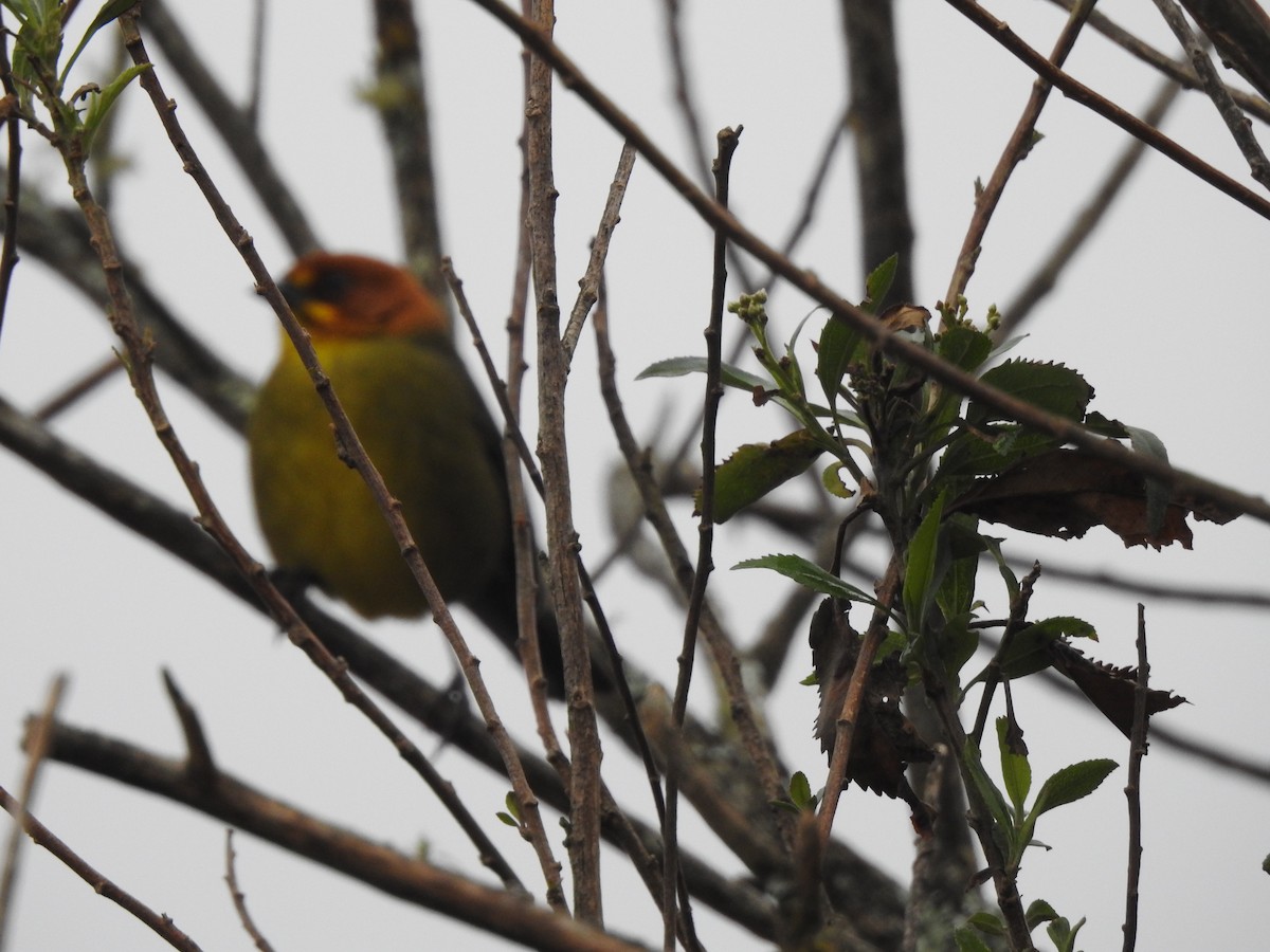 Fulvous-headed Brushfinch - ML642450770