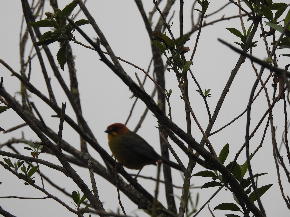 Fulvous-headed Brushfinch - ML642450771