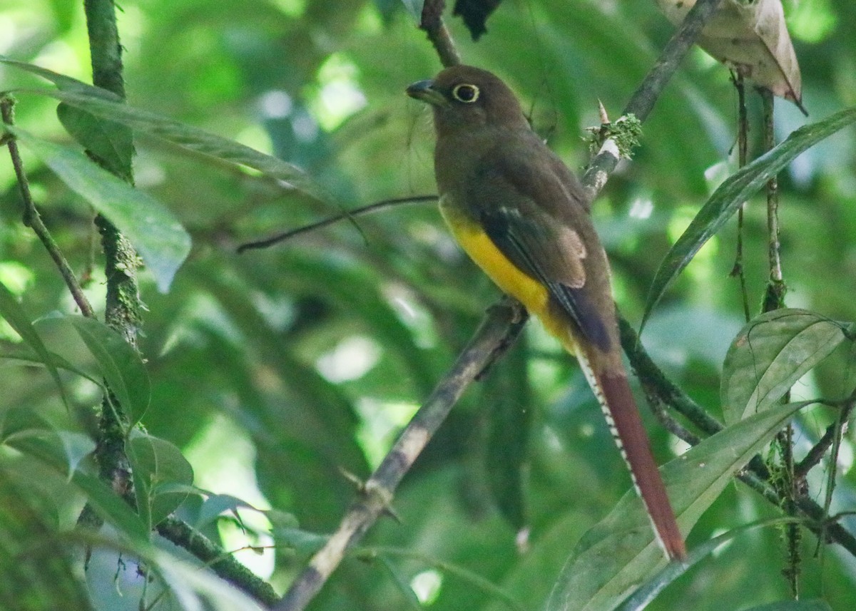 Choco Black-throated Trogon - ML642450838