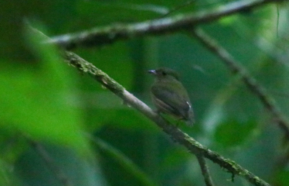 Striolated Manakin - ML642450873