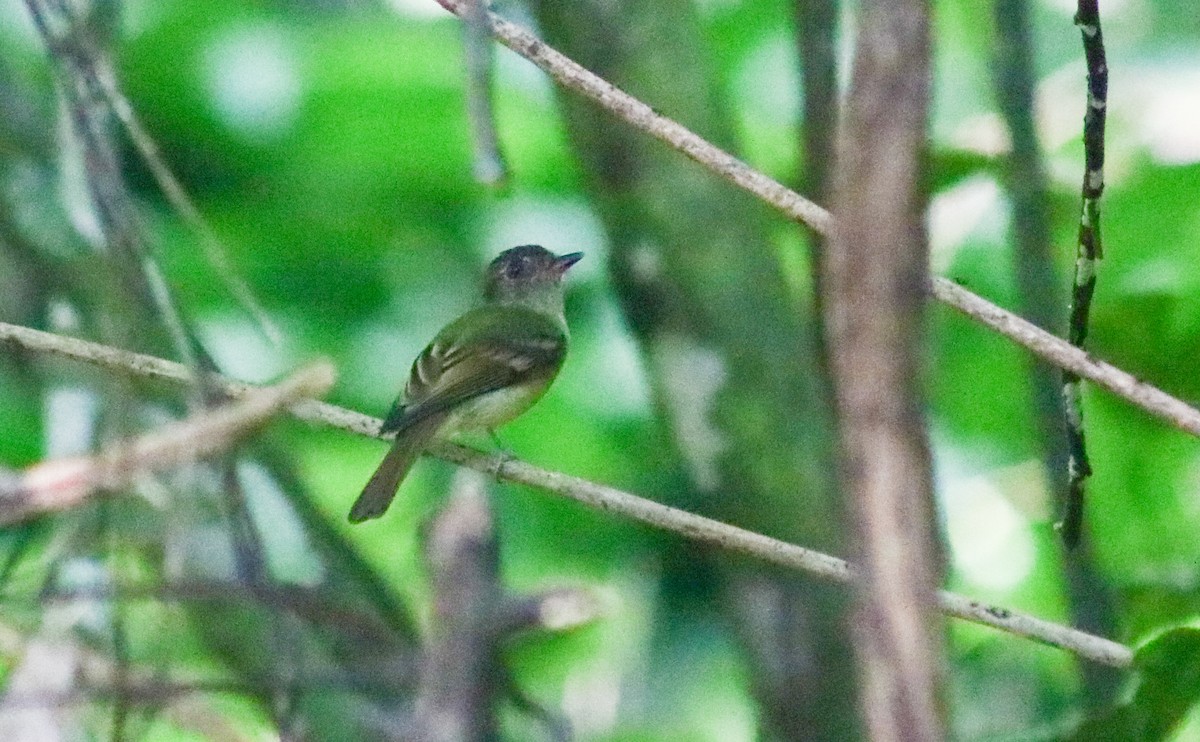 Sepia-capped Flycatcher - ML642450890