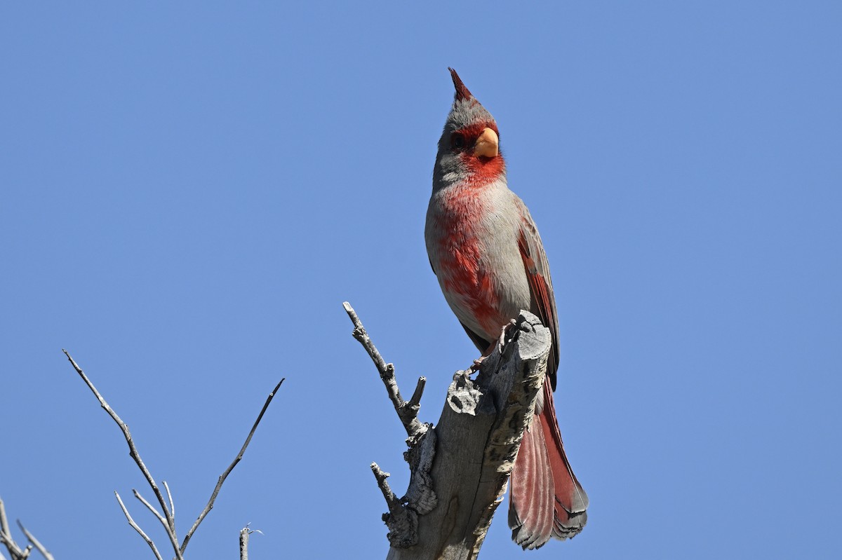 Cardenal Pardo - ML642450921