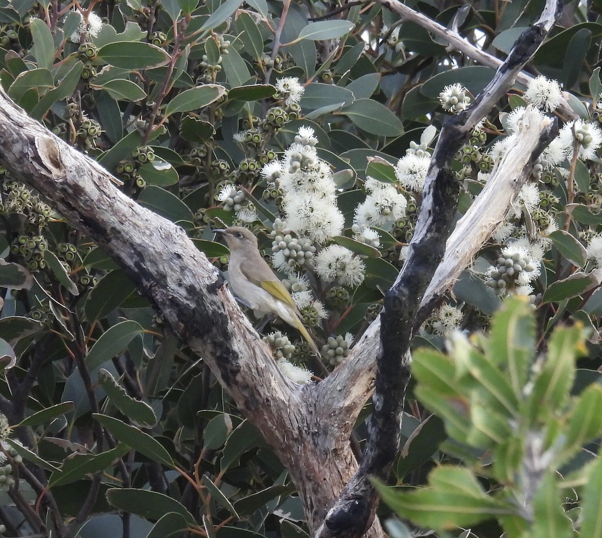 Brown Honeyeater - ML642450930