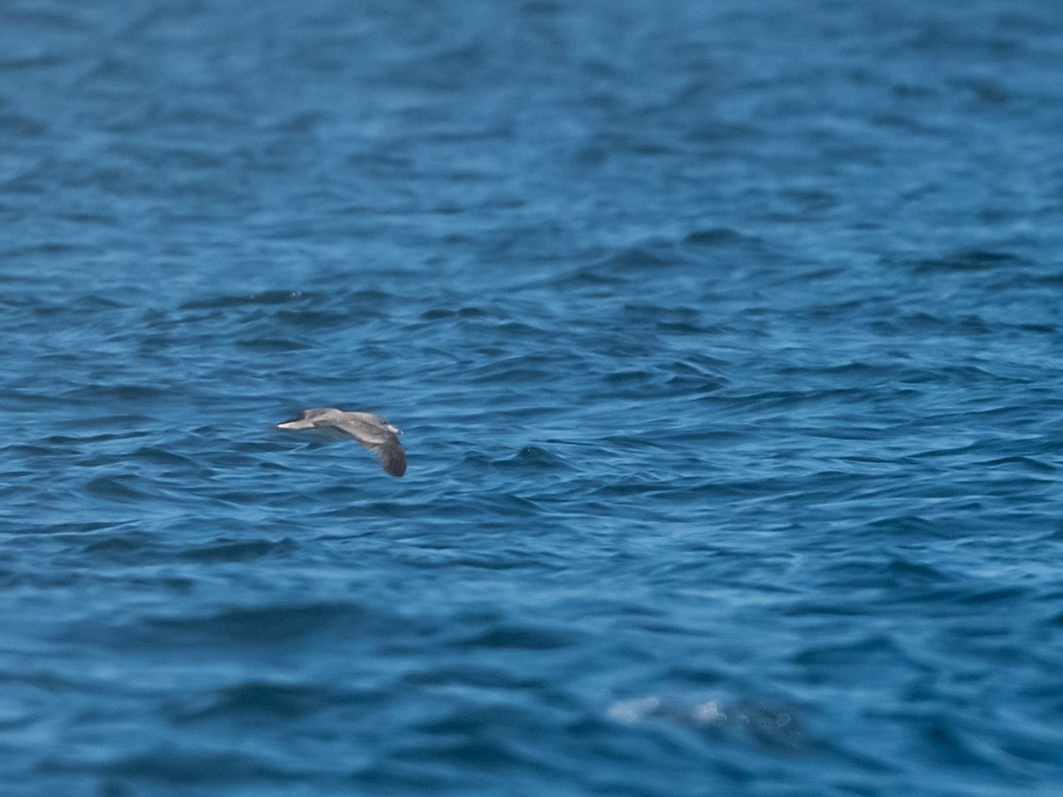 Cory's/Scopoli's Shearwater - ML642450953