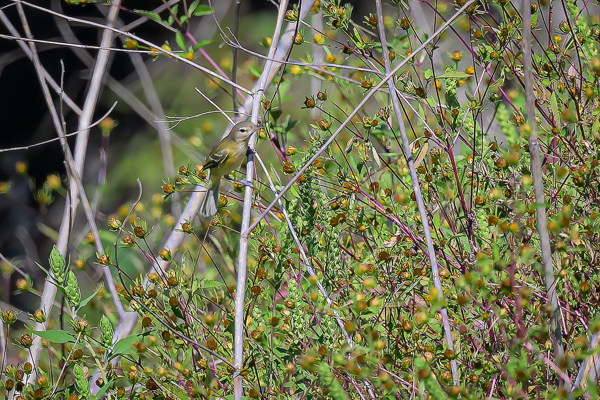 Bell's Vireo - ML642450960
