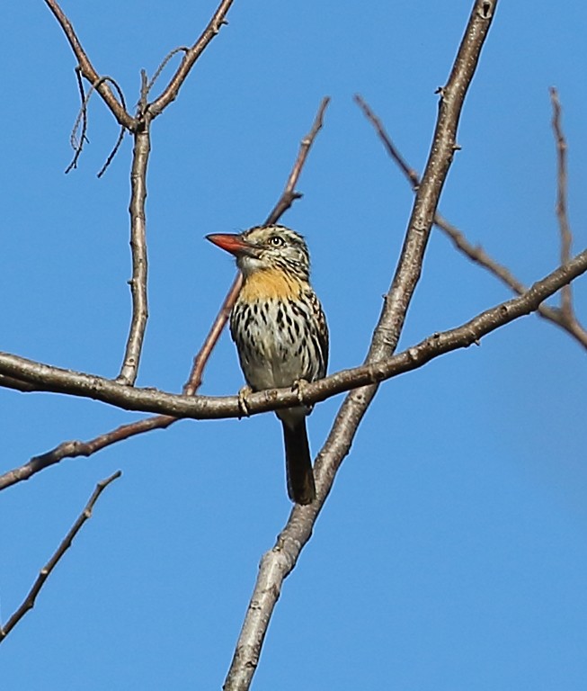 Spot-backed Puffbird - ML642450972