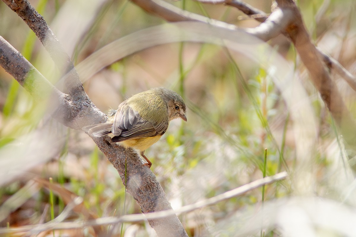 Weebill - ML642451009