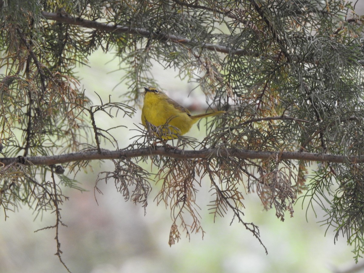 Two-banded Warbler - ML642451032