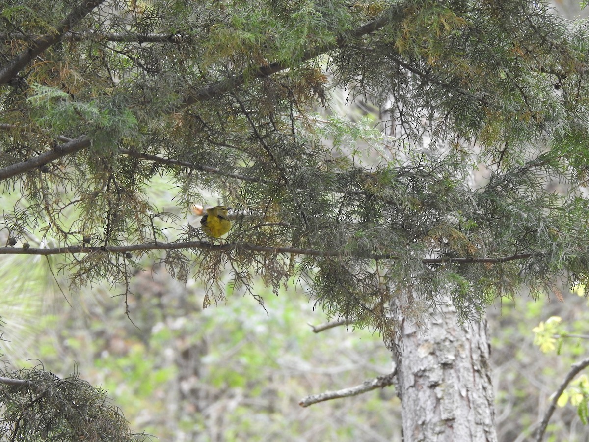 Two-banded Warbler - ML642451033