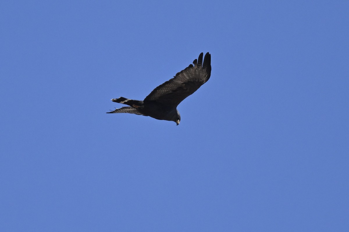Zone-tailed Hawk - ML642451055
