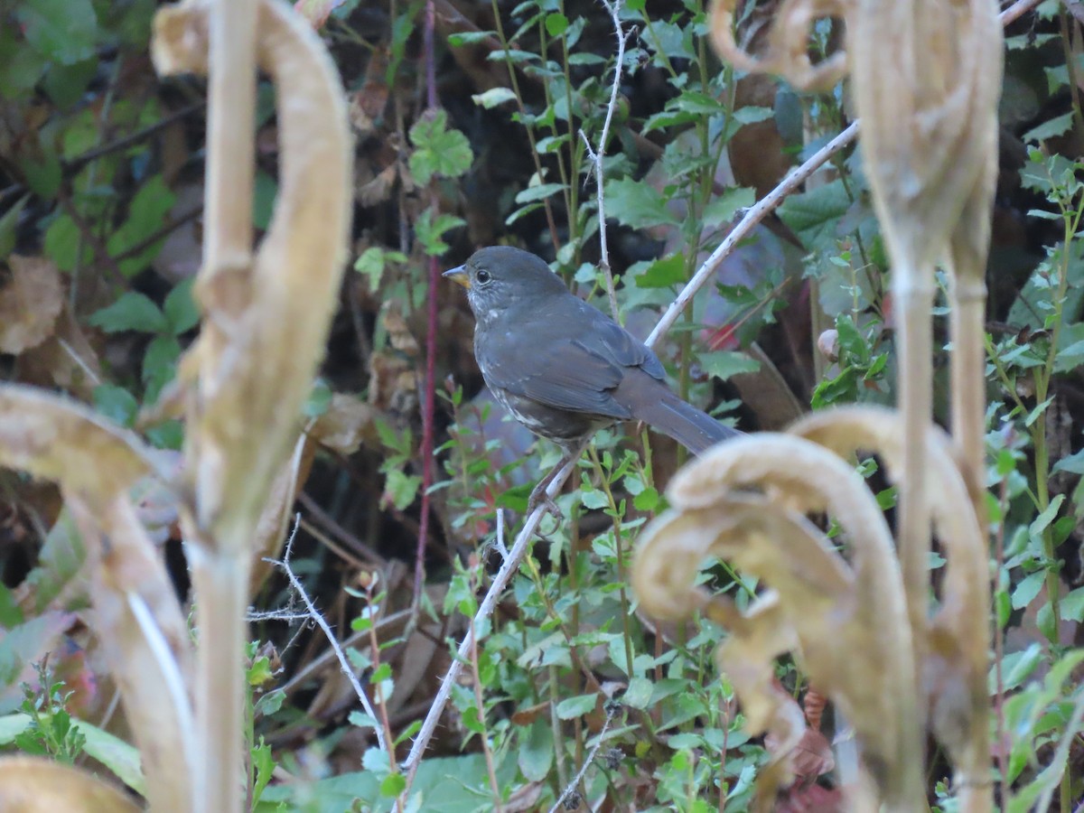 Fox Sparrow - ML642451059