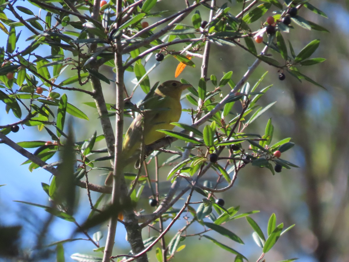 Western Tanager - ML642451064