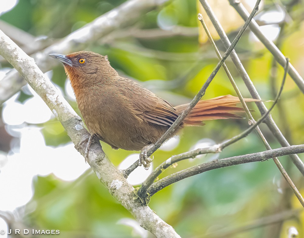 Orange-eyed Thornbird - ML642451065