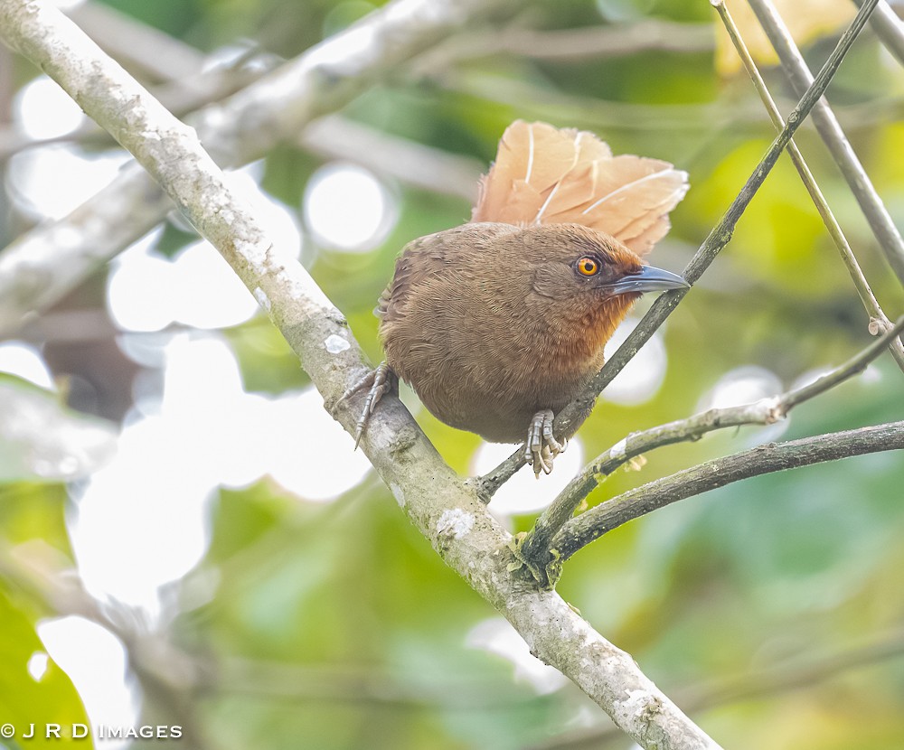 Orange-eyed Thornbird - ML642451066
