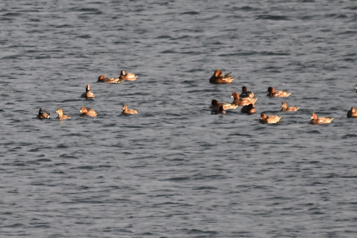 Eurasian Wigeon - ML642451082