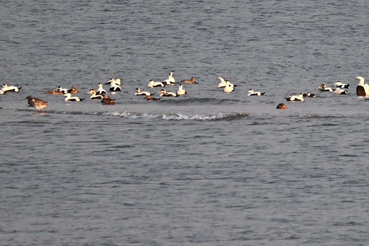 Common Eider - ML642451093