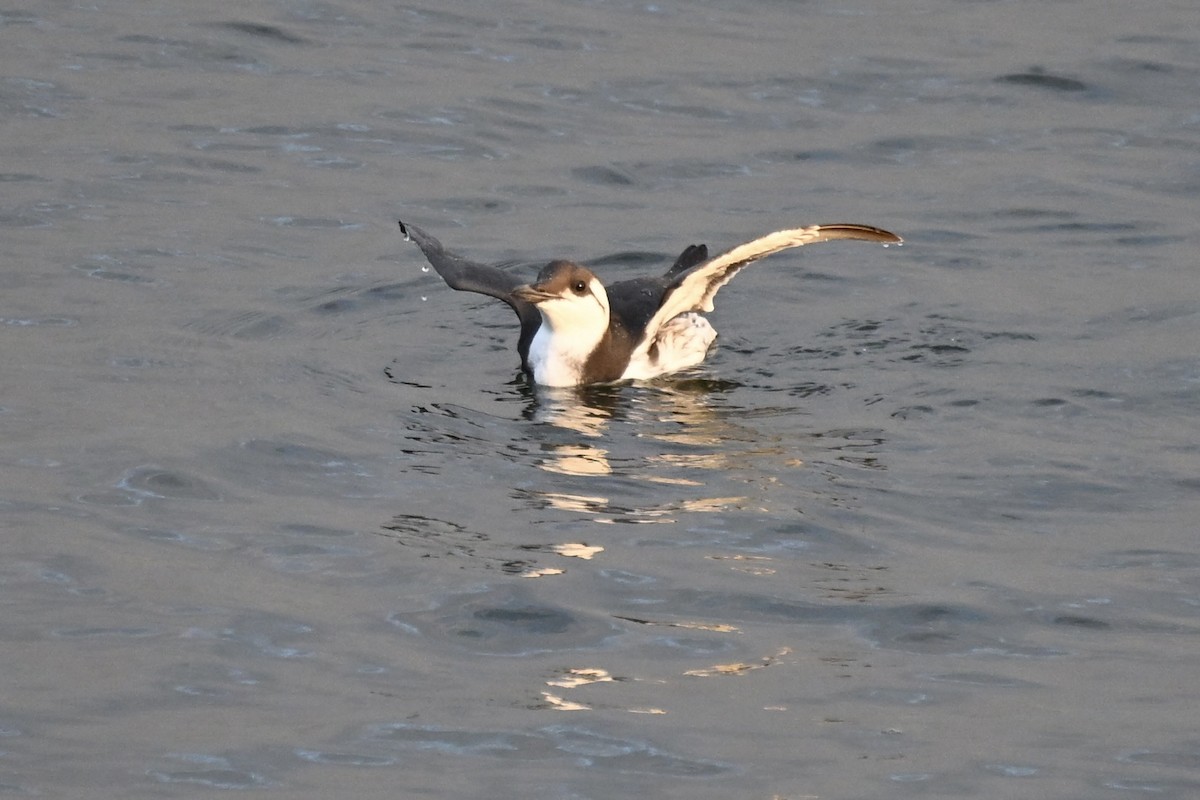 Common Murre - ML642451109