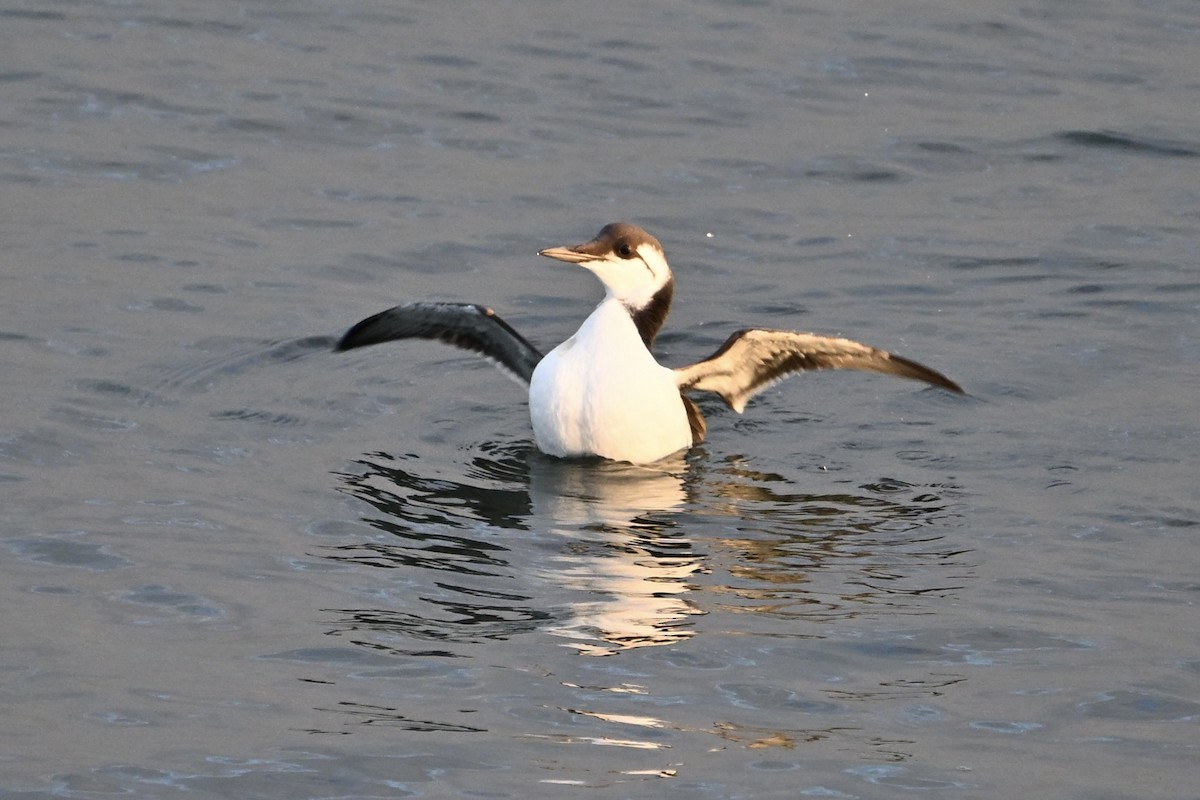 Common Murre - ML642451110