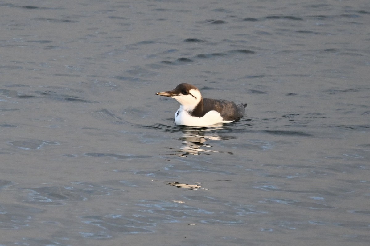 Common Murre - ML642451111