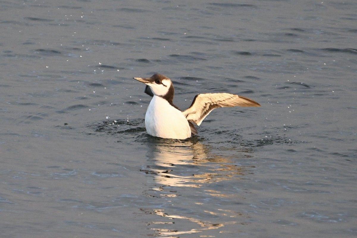 Common Murre - ML642451113