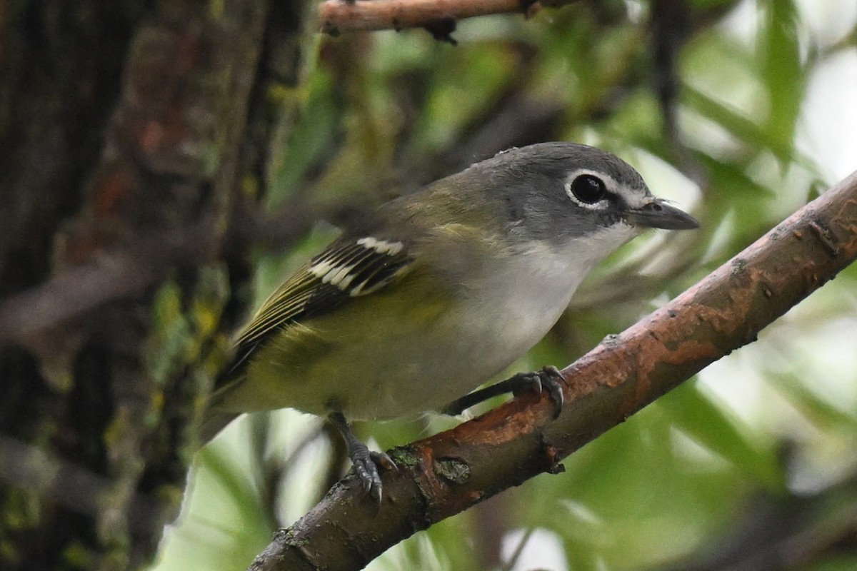 Blue-headed Vireo - ML642451140