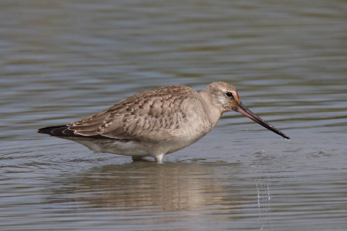 Hudsonian Godwit - ML642451149
