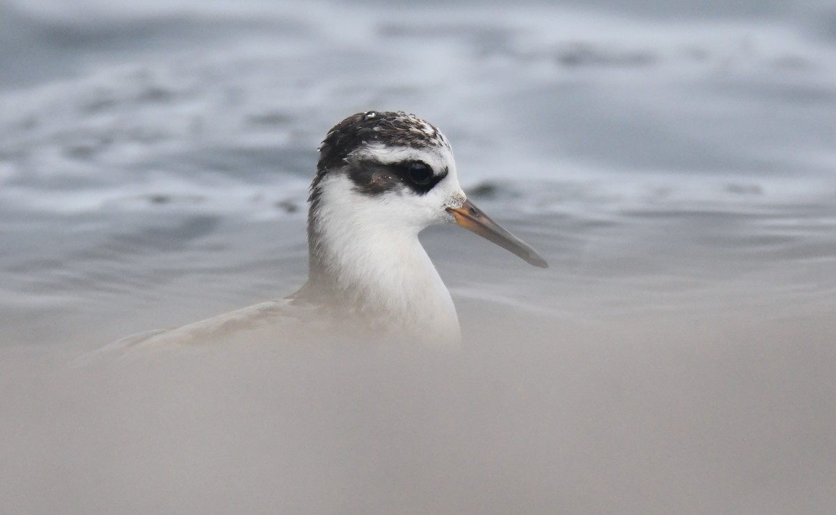 Red Phalarope - ML642451153