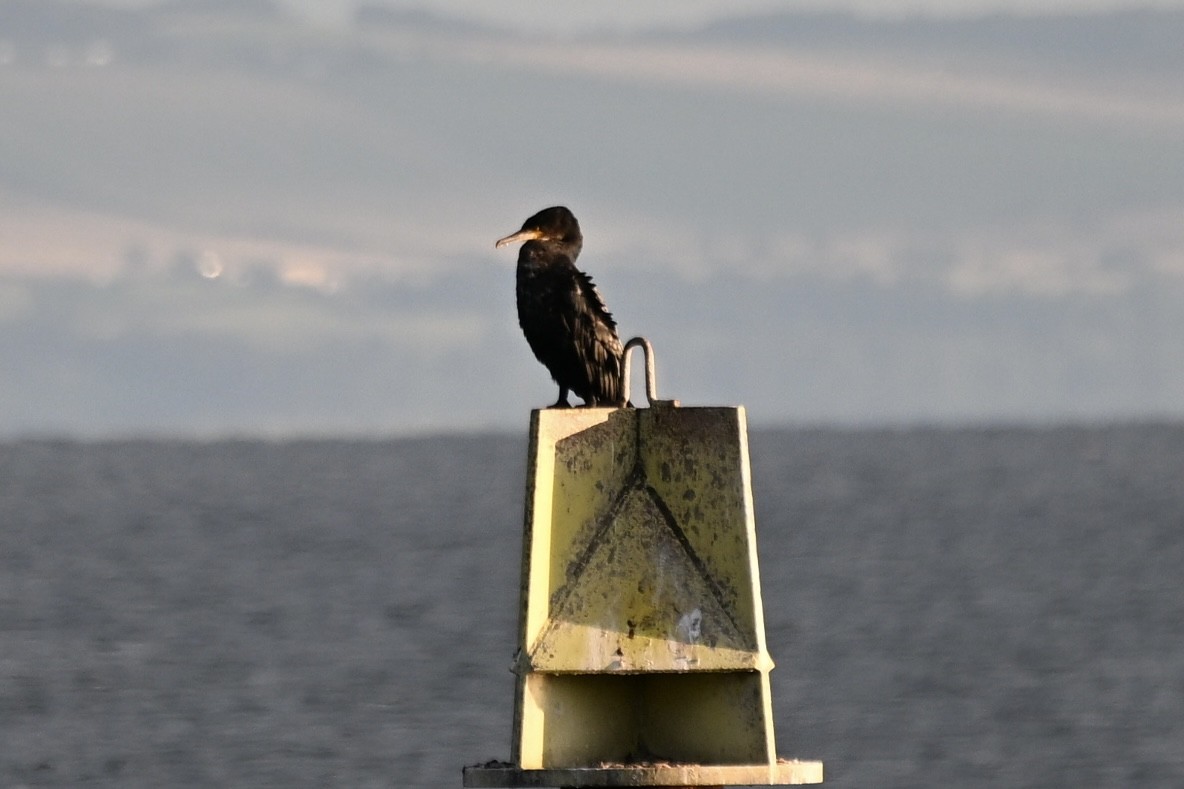 Grand Cormoran - ML642451198