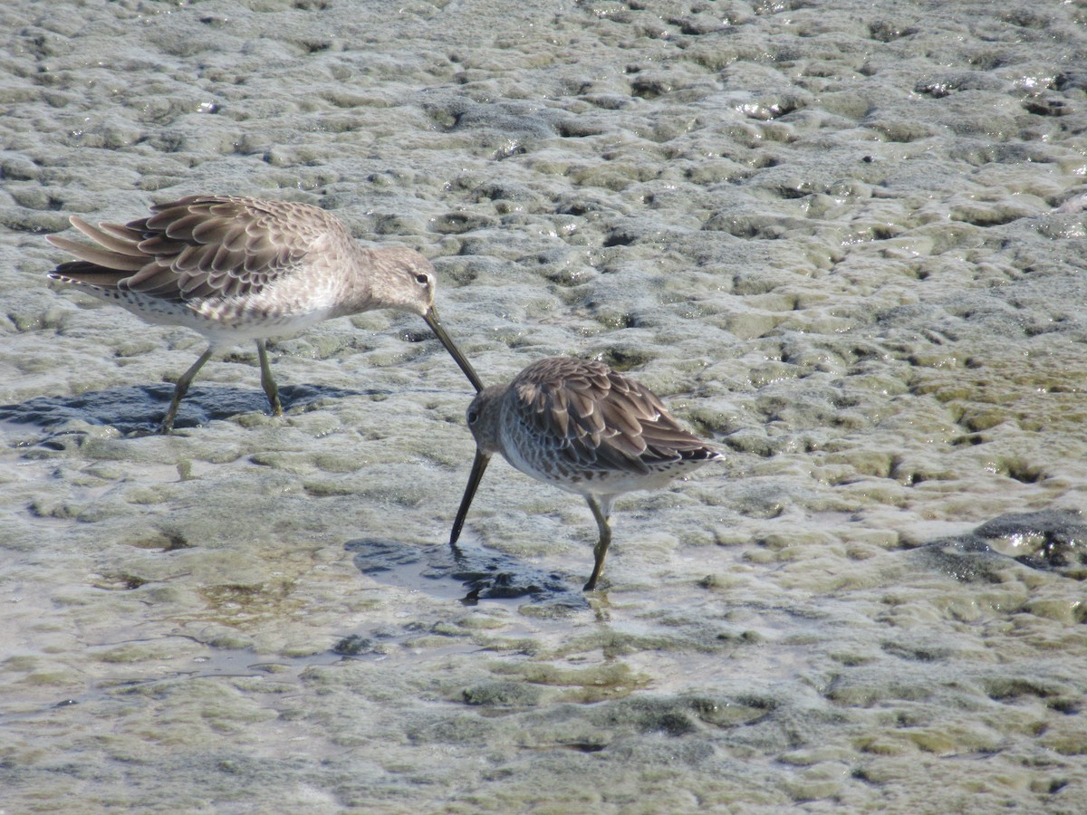 Short-billed/Long-billed Dowitcher - ML642451202