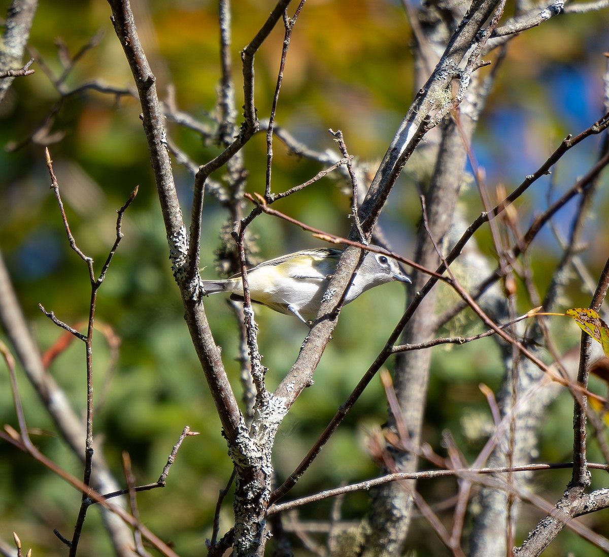 Blue-headed Vireo - ML642451204