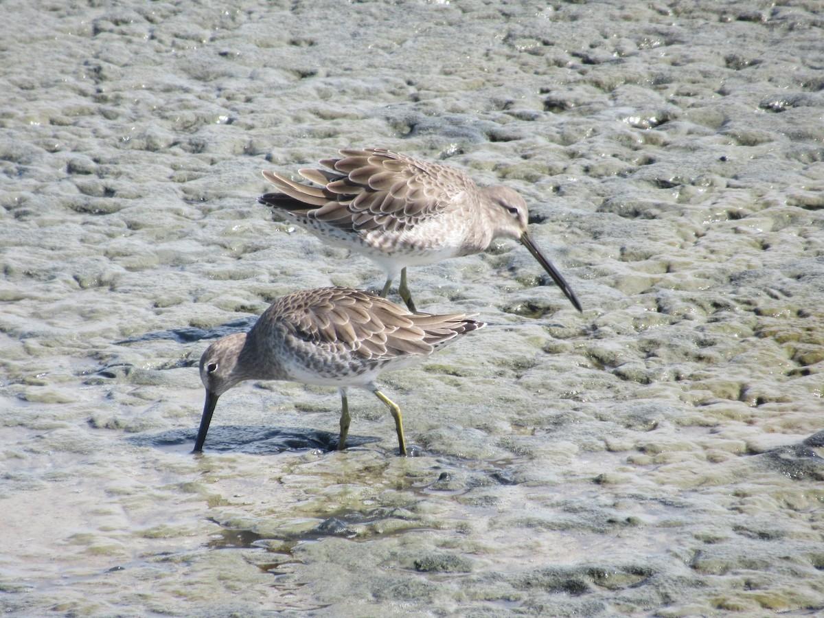 Short-billed/Long-billed Dowitcher - ML642451211