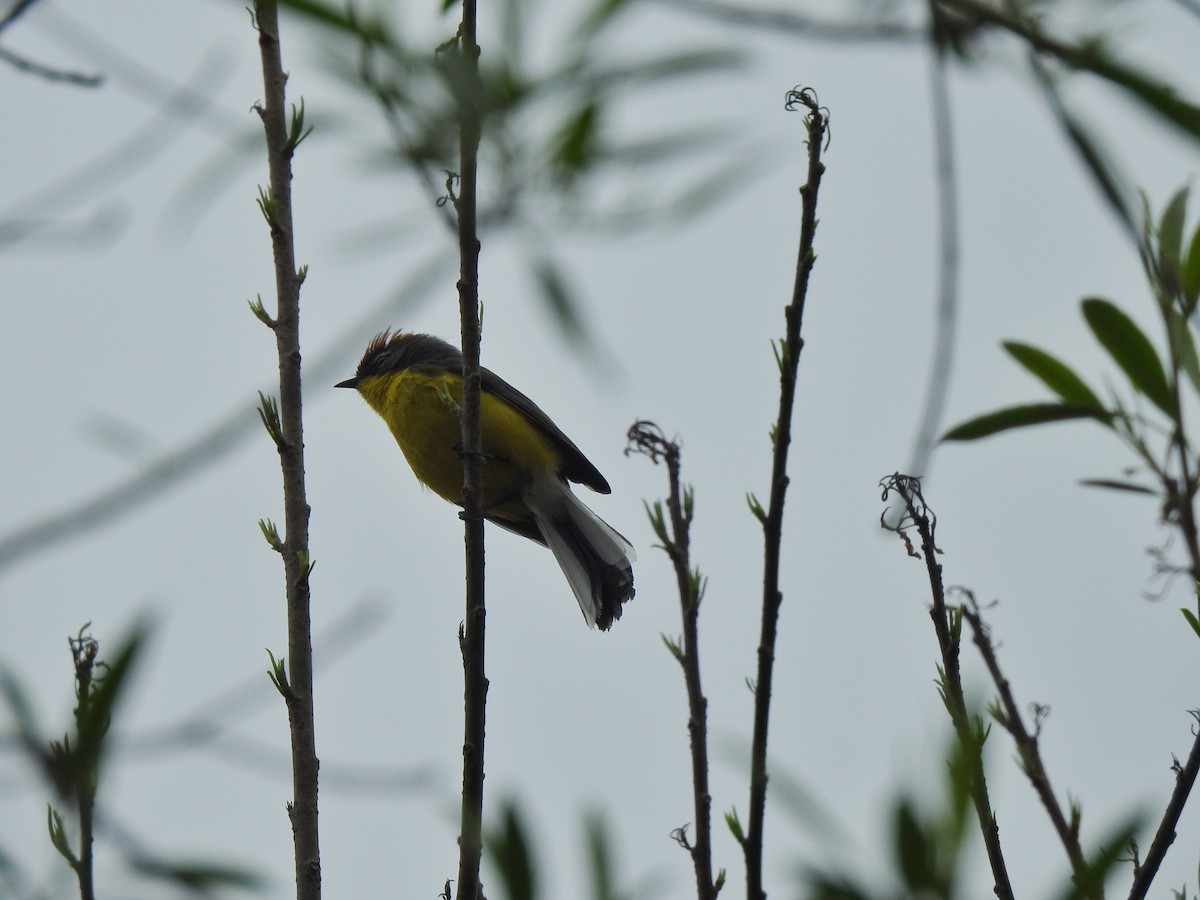 Brown-capped Redstart - ML642451216