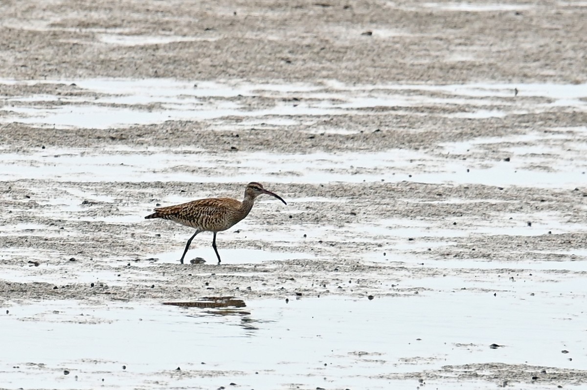 Regenbrachvogel - ML642451244
