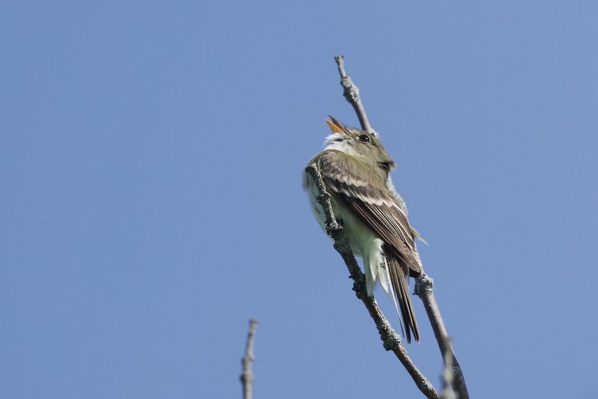 Alder Flycatcher - ML642451252