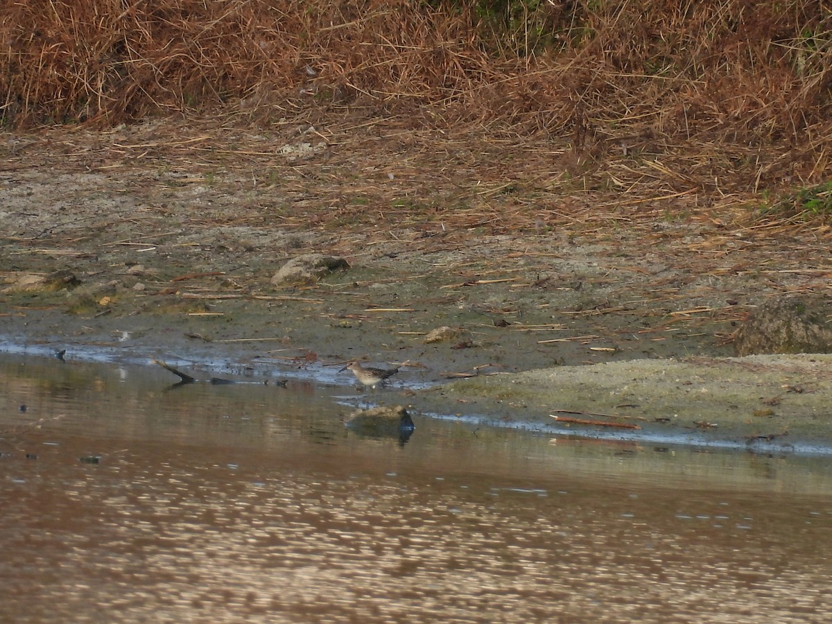 Least Sandpiper - ML642451298