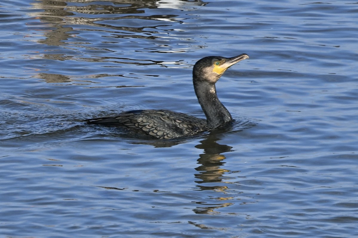 Grand Cormoran - ML642451307