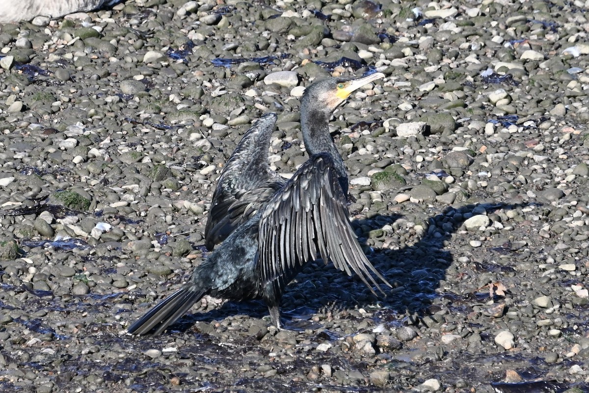 Grand Cormoran - ML642451308
