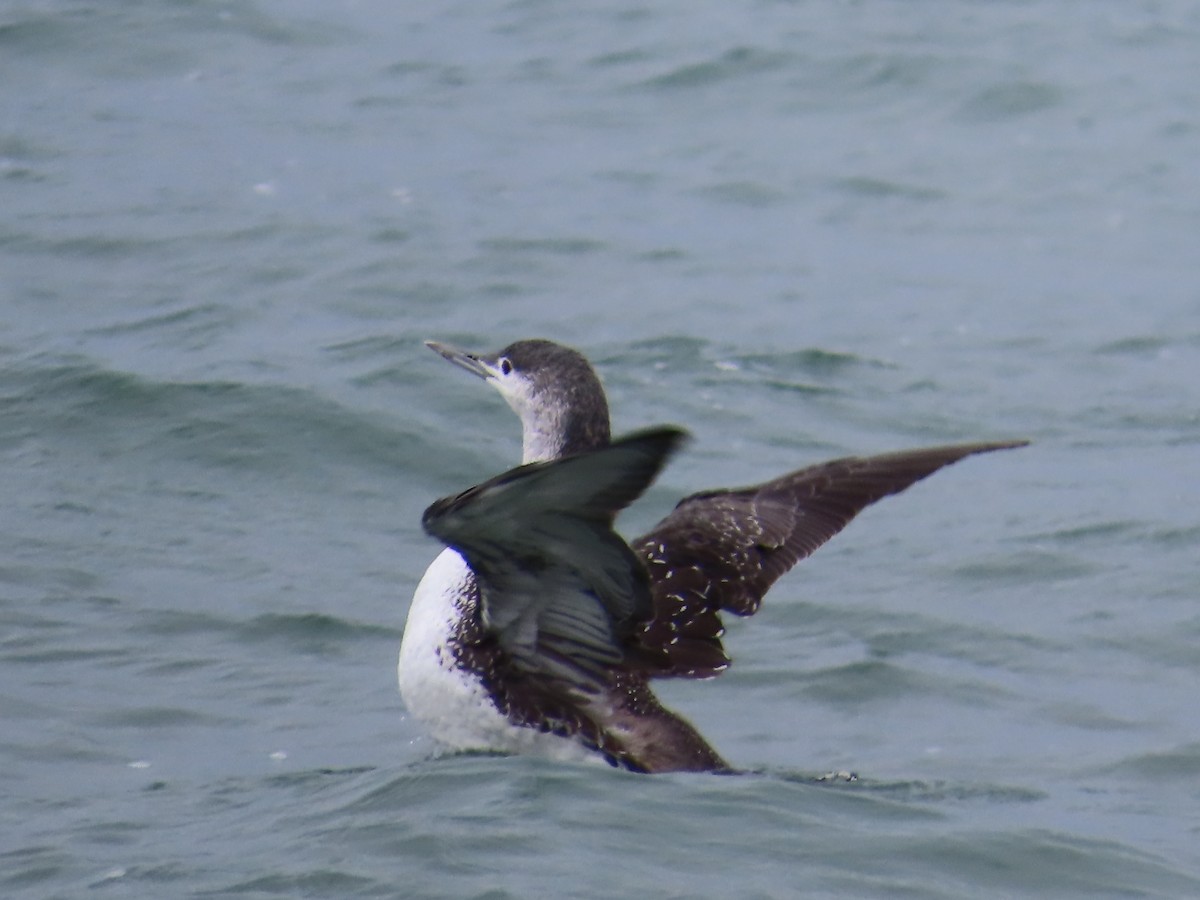 Red-throated Loon - ML642451319