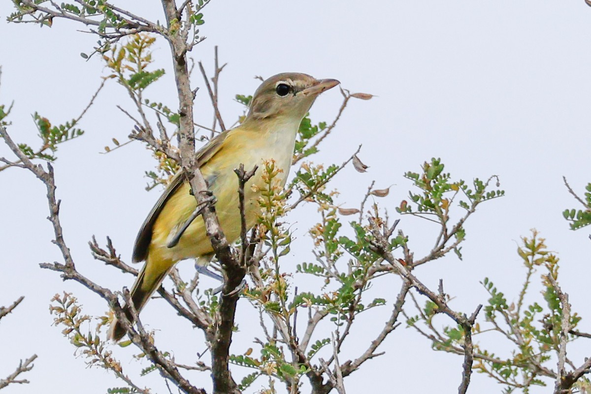 Bell's Vireo - ML642451327
