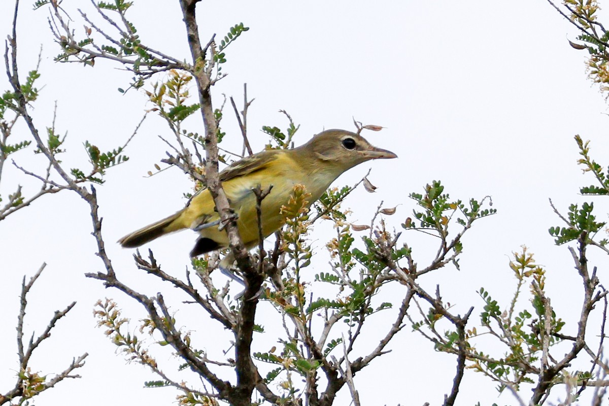 Bell's Vireo - ML642451329