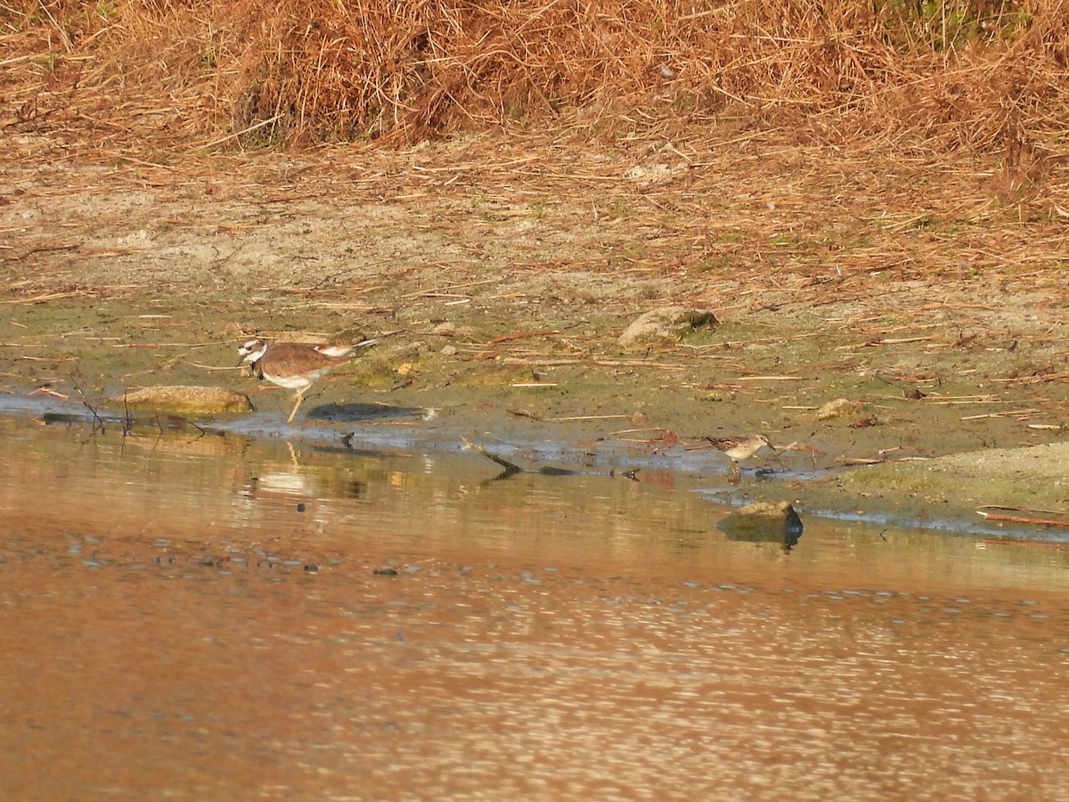 Least Sandpiper - ML642451341