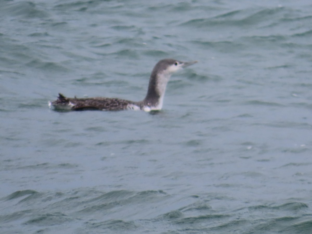 Red-throated Loon - ML642451347