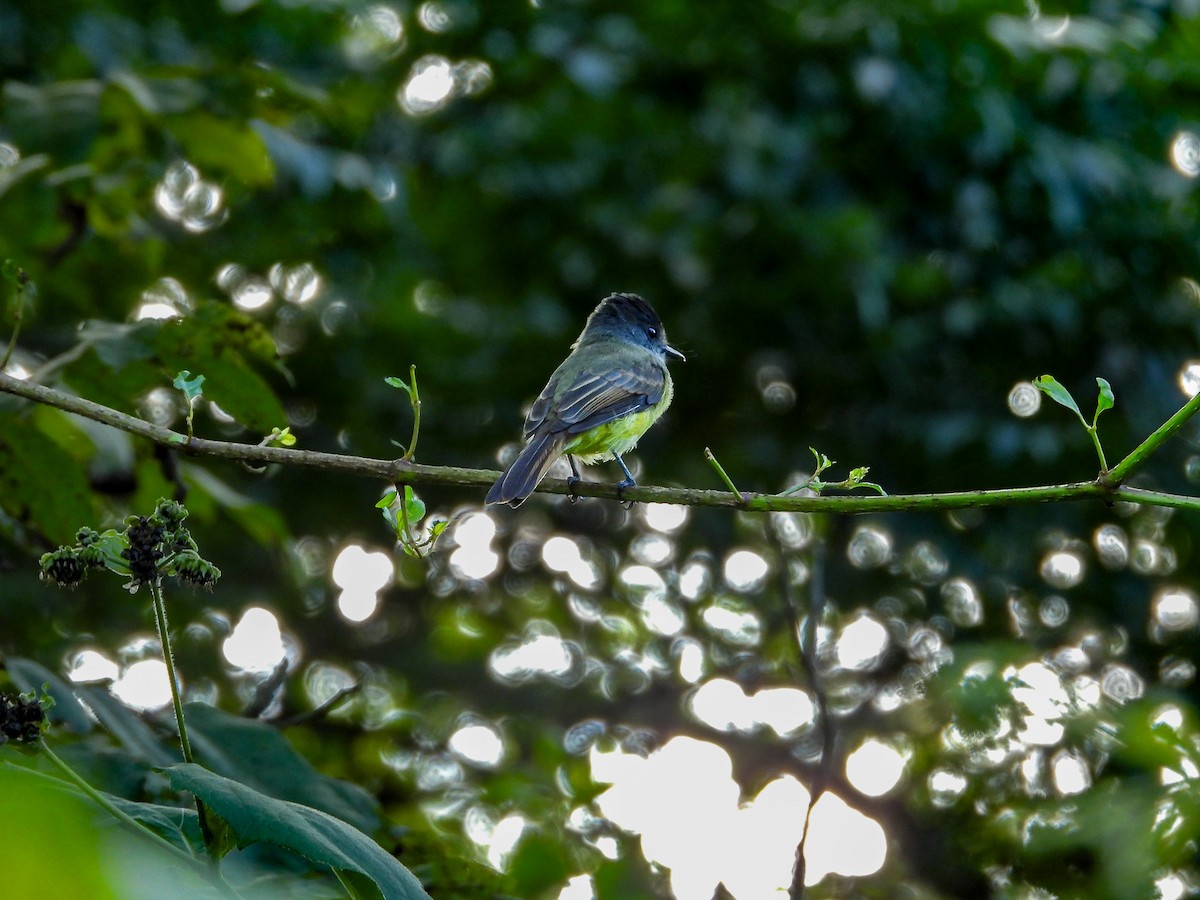 Dusky-capped Flycatcher - ML642451360