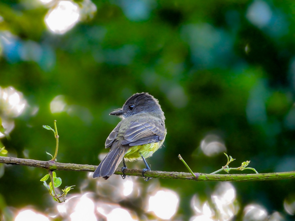 Dusky-capped Flycatcher - ML642451361