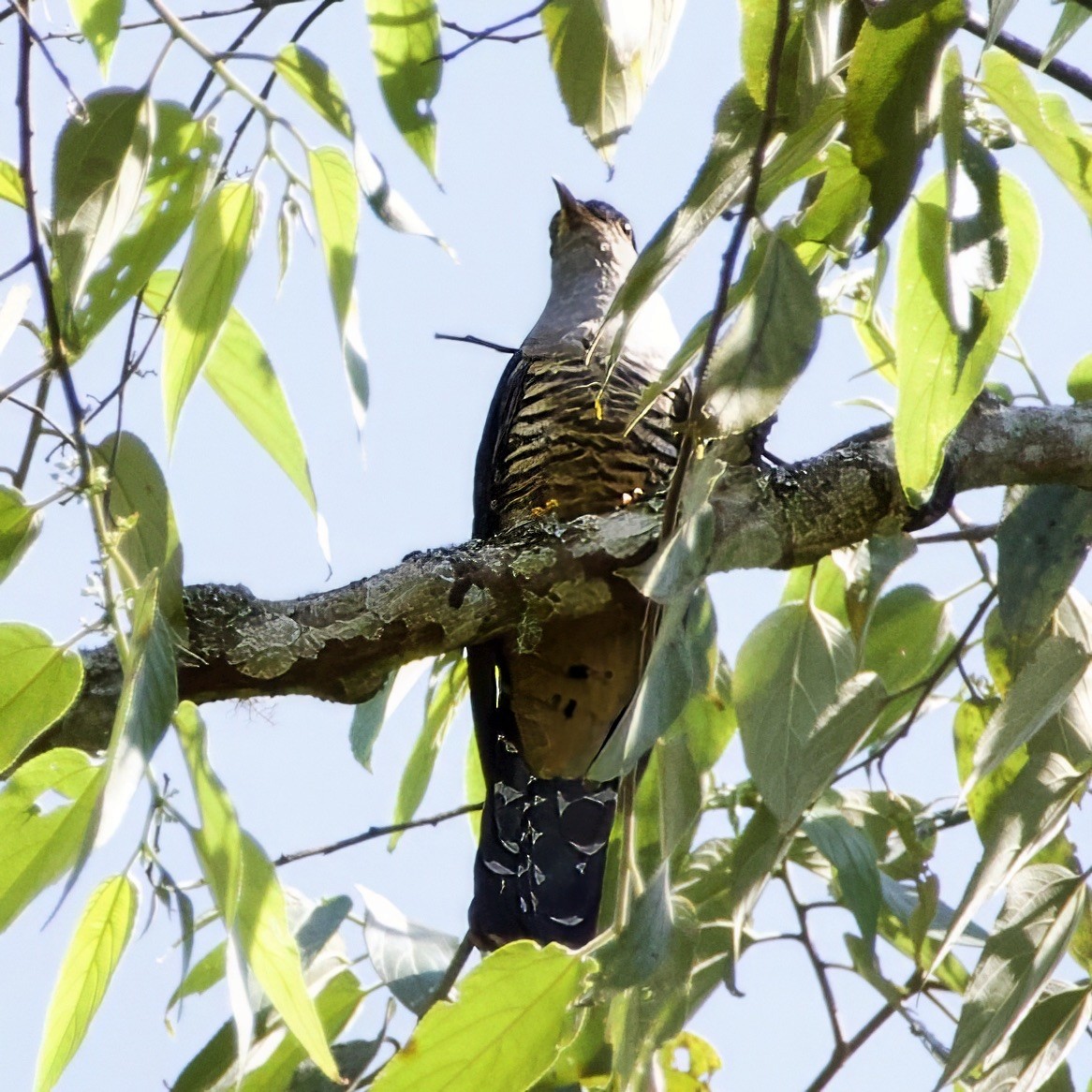 Sunda Cuckoo - ML642451369