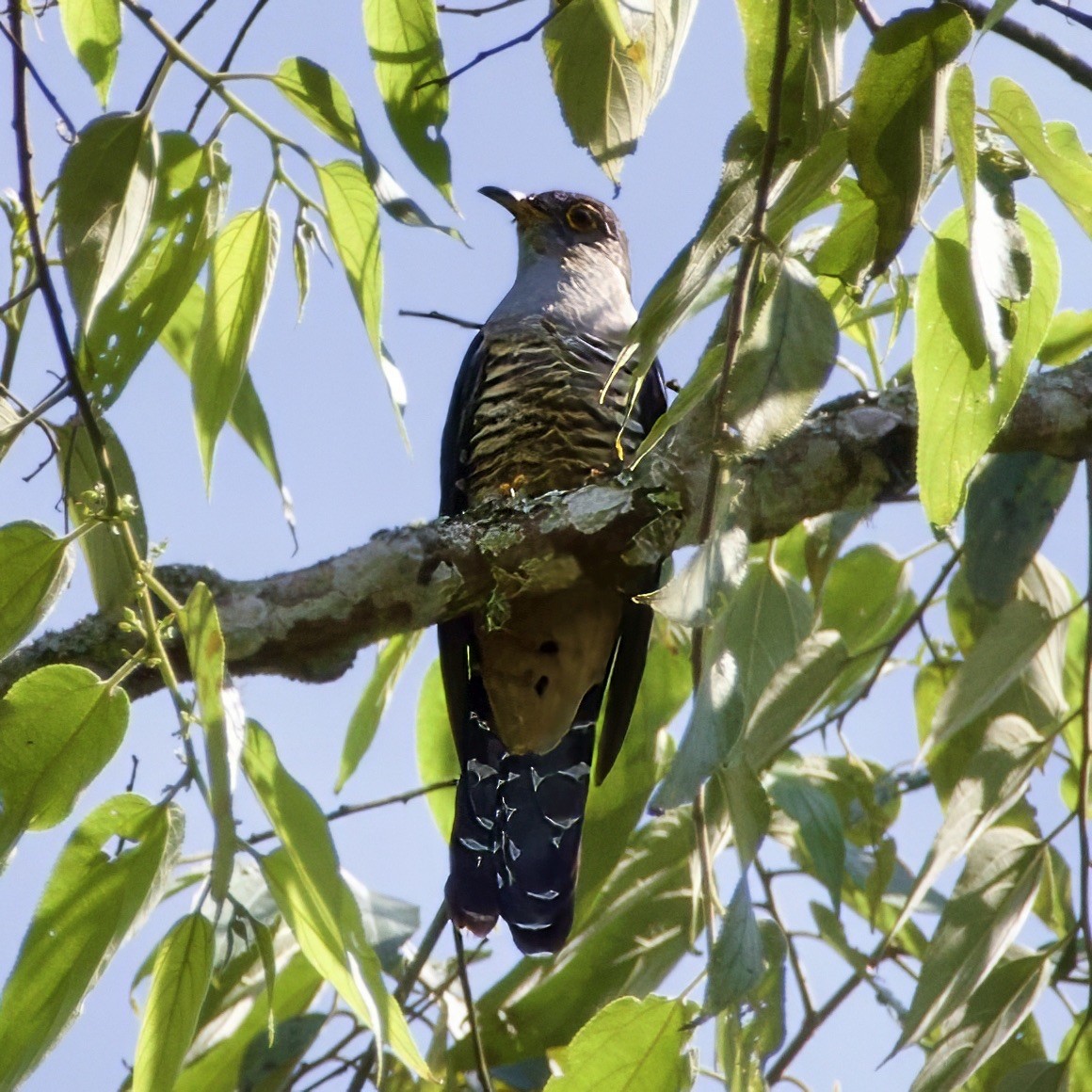 Sunda Cuckoo - ML642451370