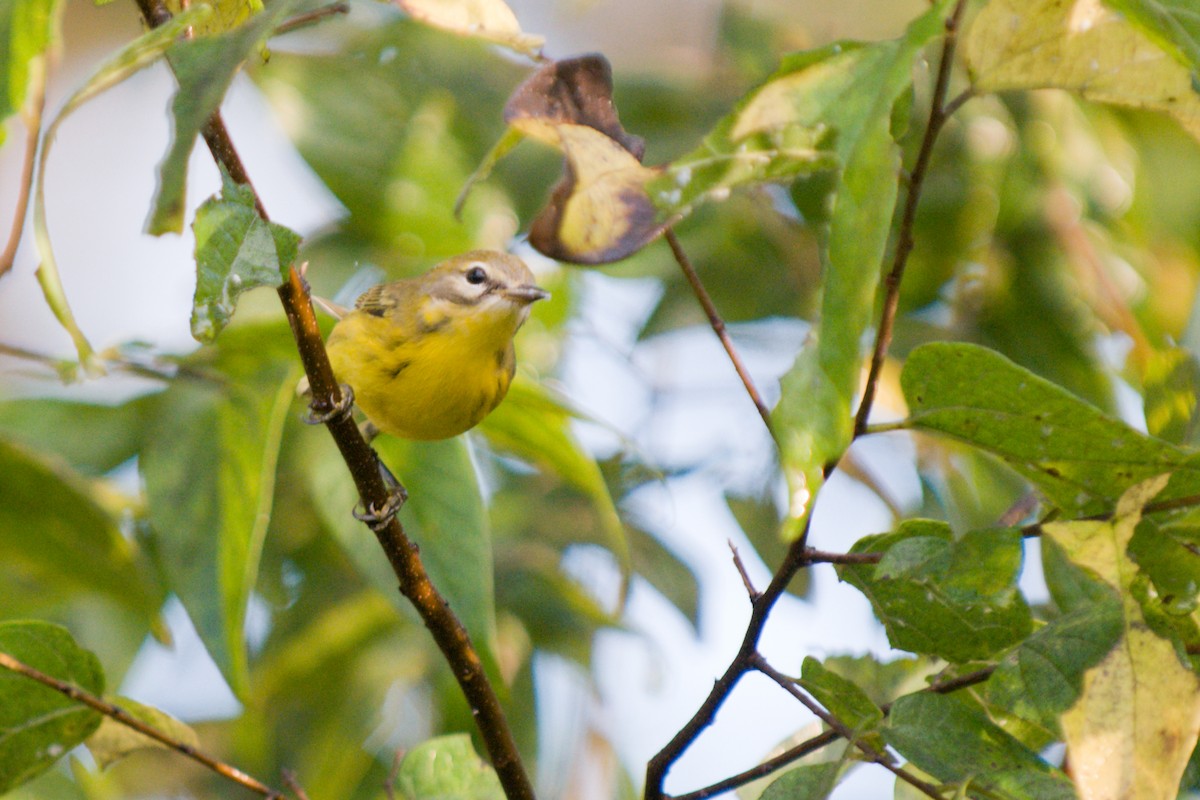 Prairie Warbler - ML642451374