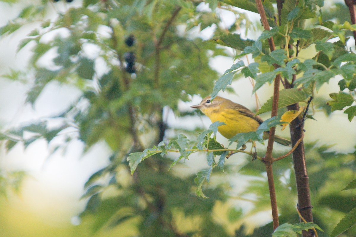 Prairie Warbler - ML642451376